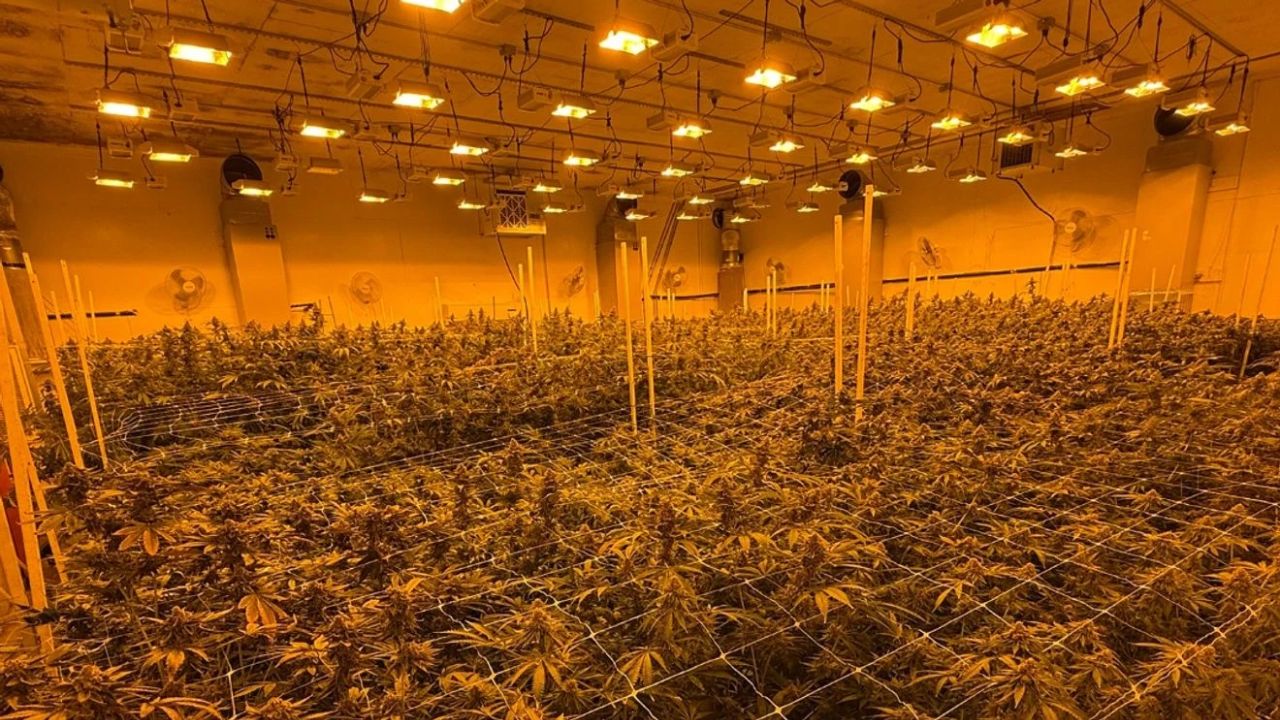 Lane County Marijuana Raid Destroys 7,000 Plants, 7 Arrested in Multi-Agency Operation