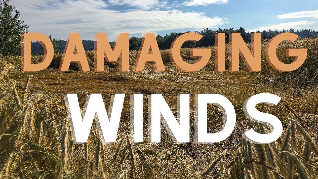 Pittsburgh Weather Alert: Damaging Winds and Thunderstorms Possible This Afternoon