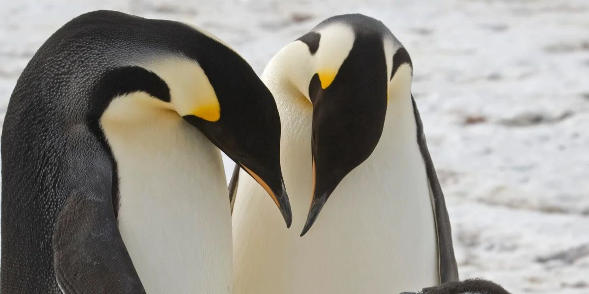 Four New Emperor Penguin Colonies Discovered in Antarctica