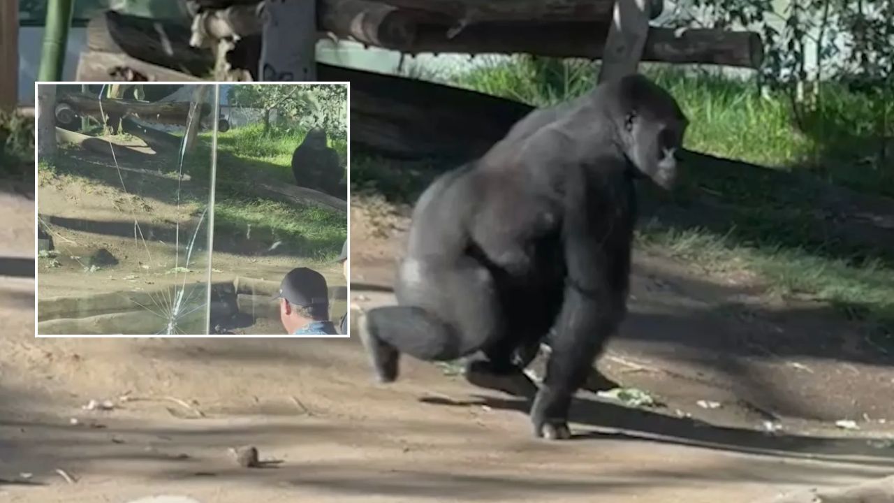San Diego Zoo Visitors Shocked After Gorilla Slams Glass Panel in Sudden Outburst