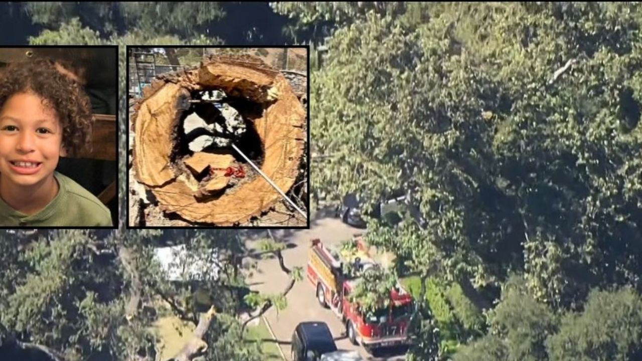 California Parents Sue Summer Camp After 'Decaying' Oak Tree Kills 8-Year-Old Boy in Front of Them