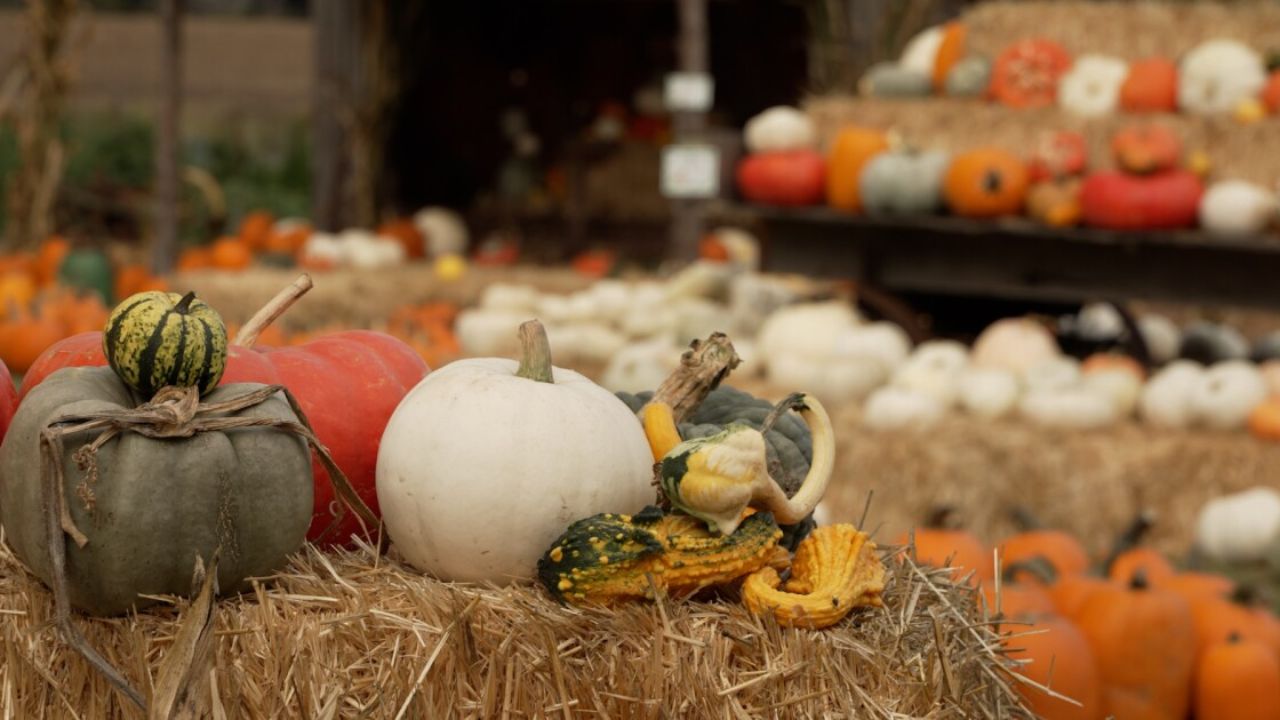 La Grange Residents Invited to 'Green Your Halloween' at Annual Pumpkin Smash Composting Event on November 8