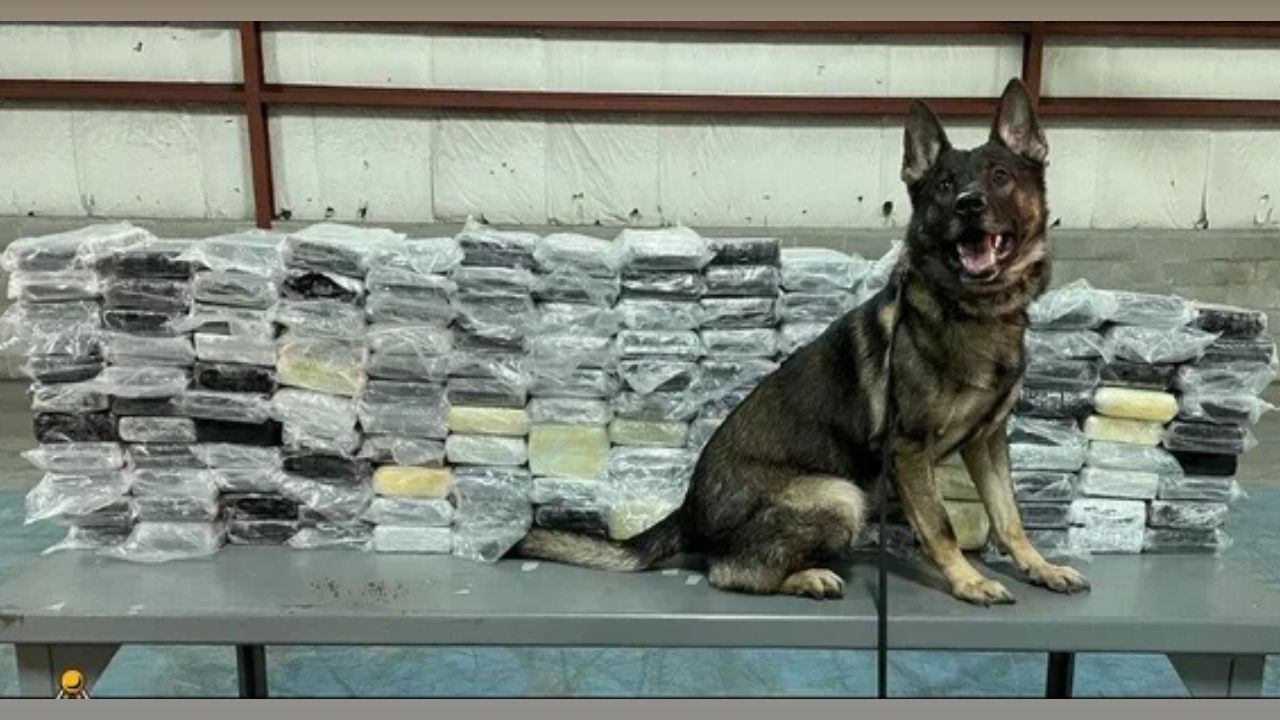 Drug-Sniffing Dog Leads Officers to Massive 400-Pound Cocaine Seizure at Blue Water Bridge