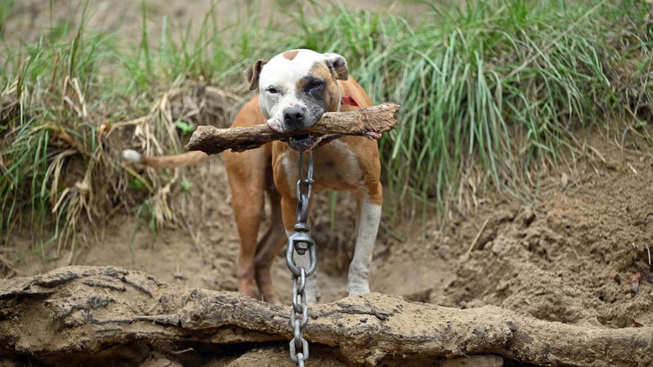 Over 80 Dogs Rescued in Major Dogfighting Investigation Across Two Florida Counties