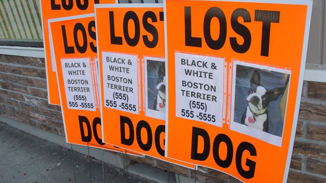 Family Searching for Dog Lost From West Suburban Boarding Facility