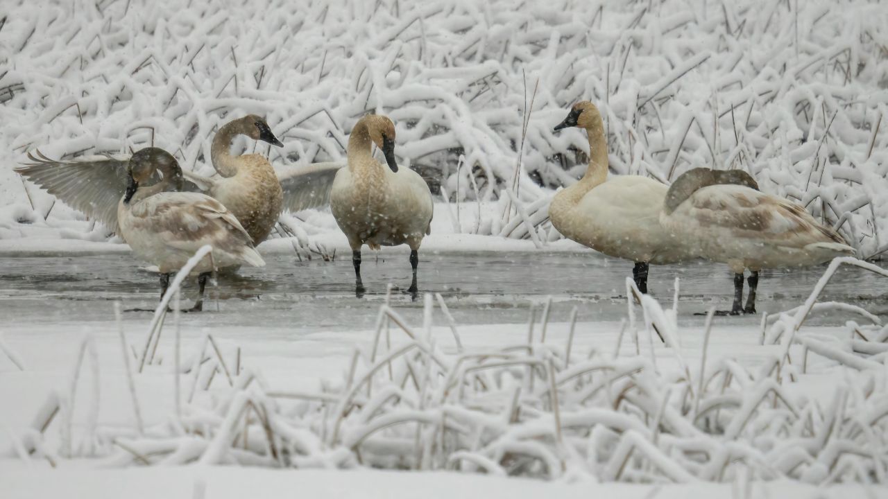 New Mexico Weather Alert Today: Rain Turns to Snow in Albuquerque With Friday Travel Impacts
